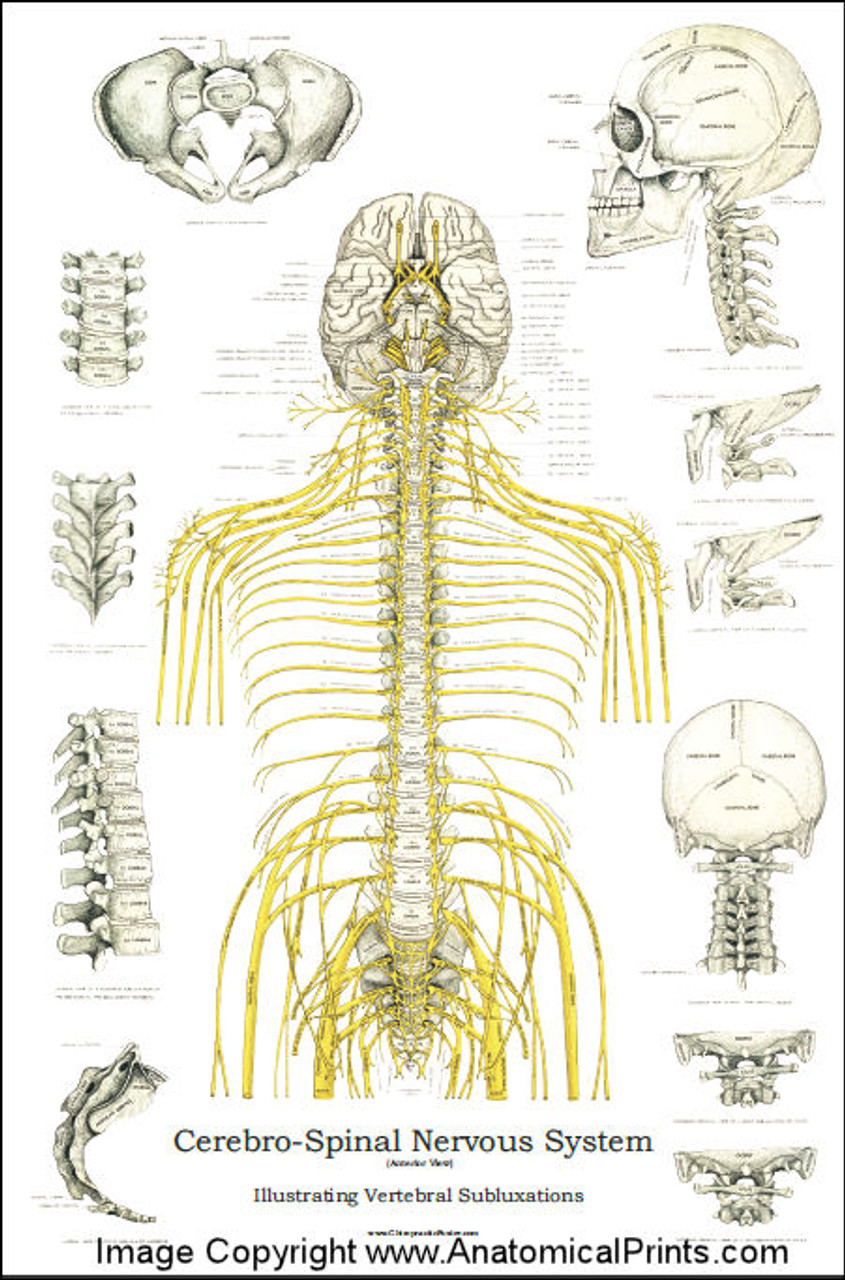 Vertebral Subluxation And Nerve Chart