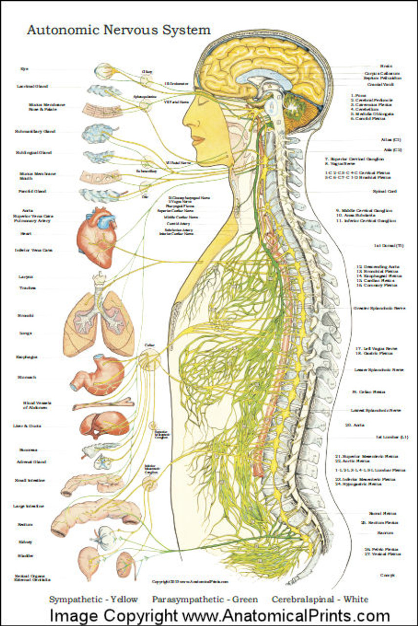 Autonomic Nervous System Chart Poster