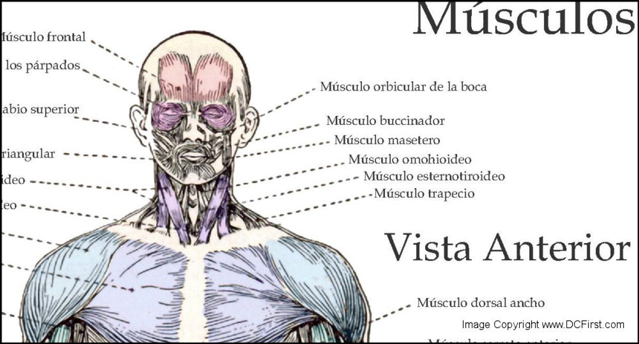 Musculo Anmatomia Posters