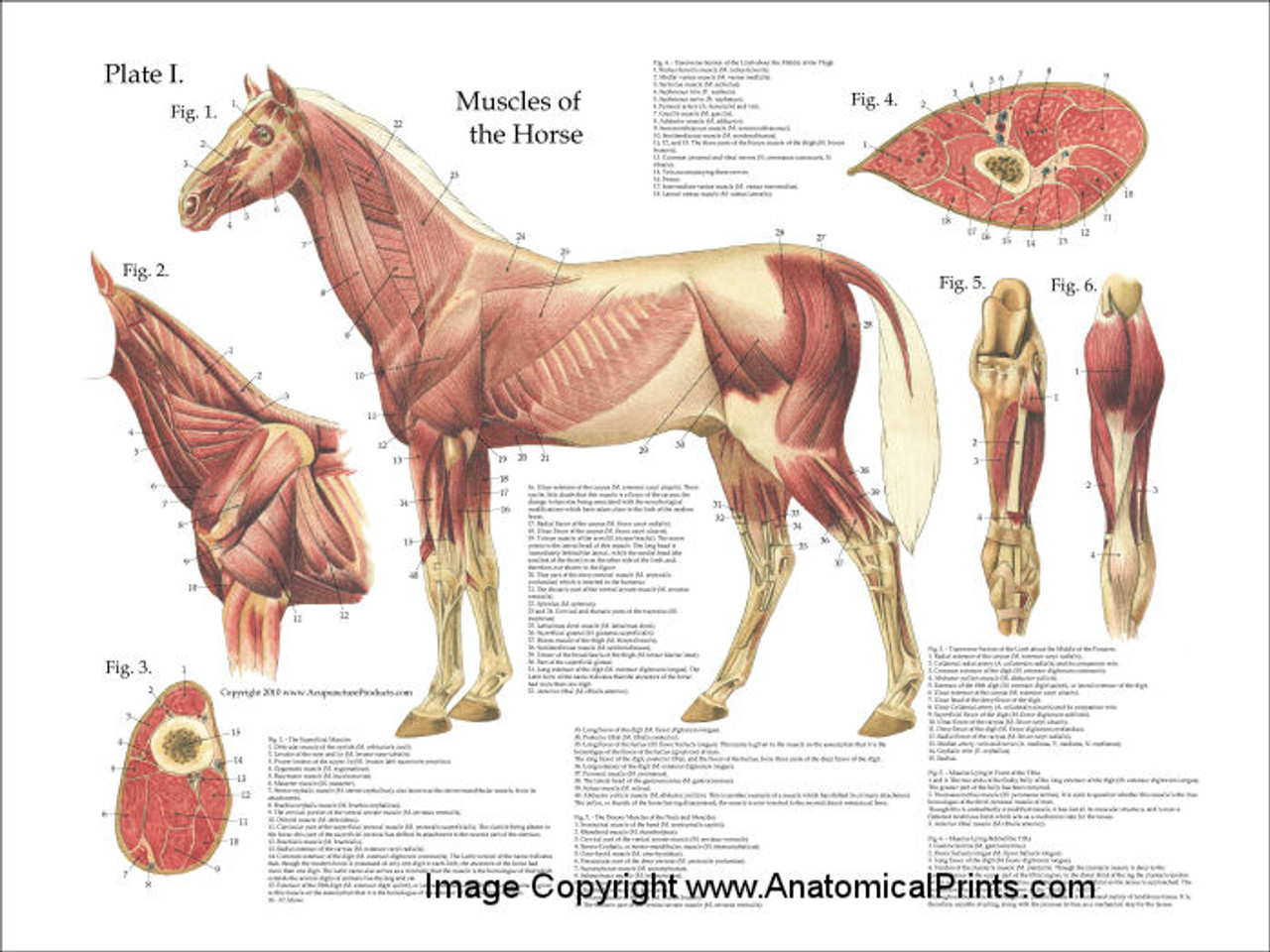 Horse Muscular System Poster - Clinical Charts and Supplies