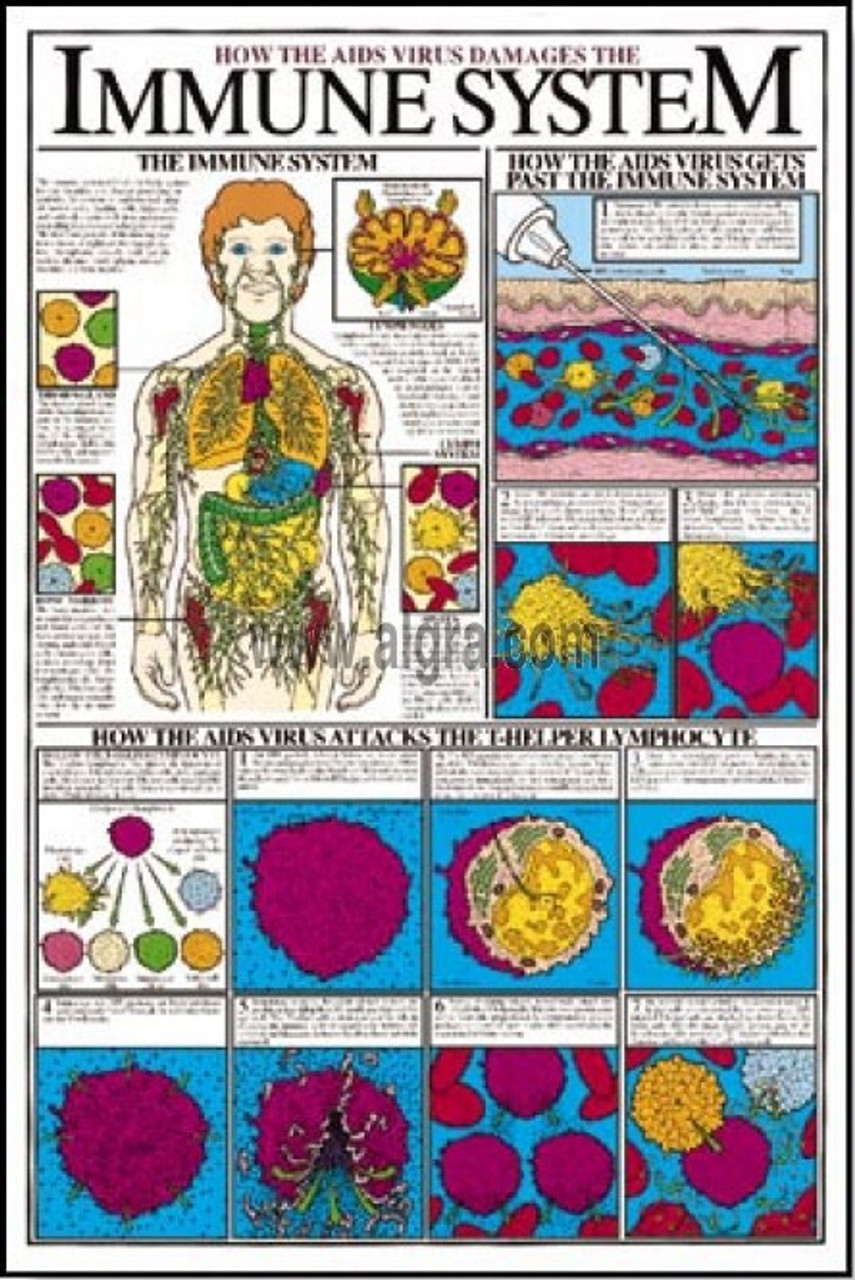 Immune System Poster