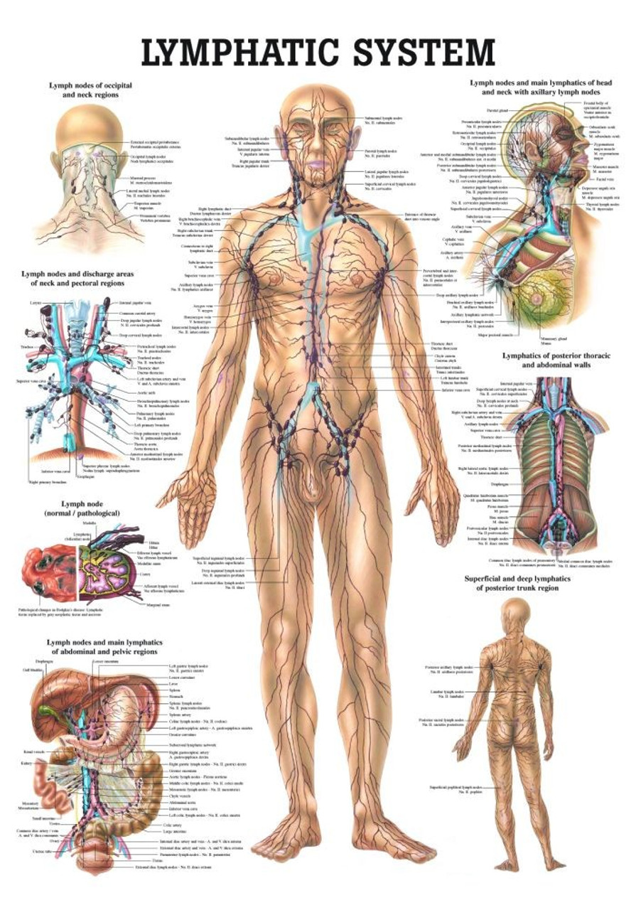 Reflexology Lymphatic System Chart
