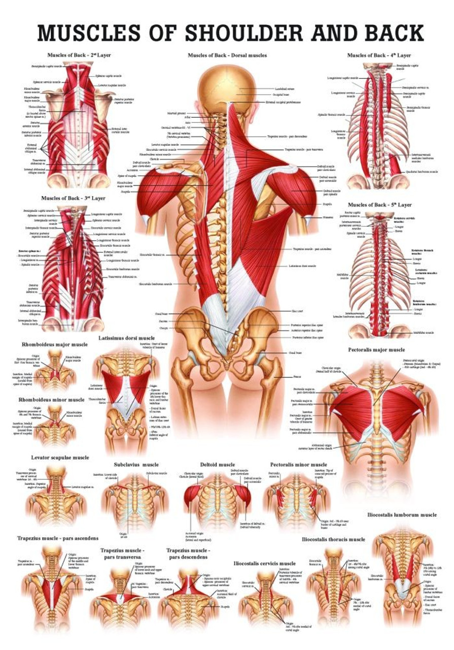 Shoulder and Neco Poster