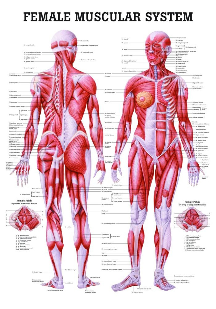 Human Female Muscular System Clinical Charts and Supplies