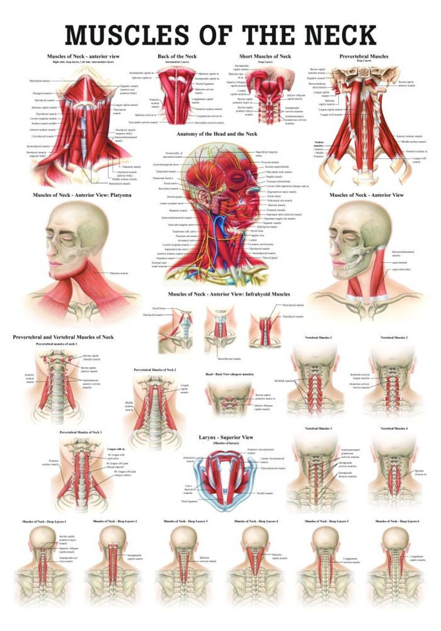 Neck Muscles Poster