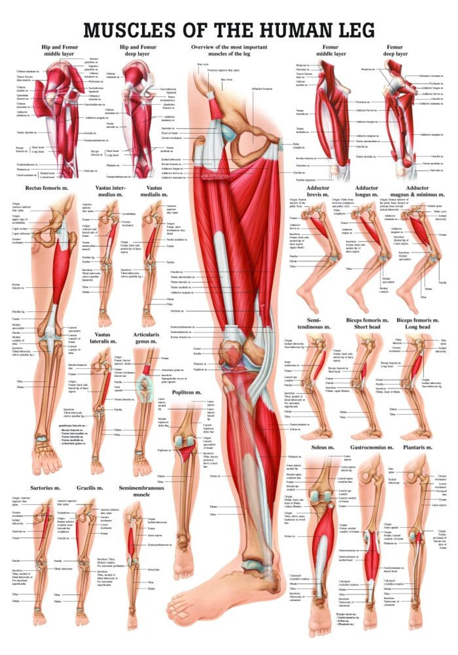 Leg Muscles Poster