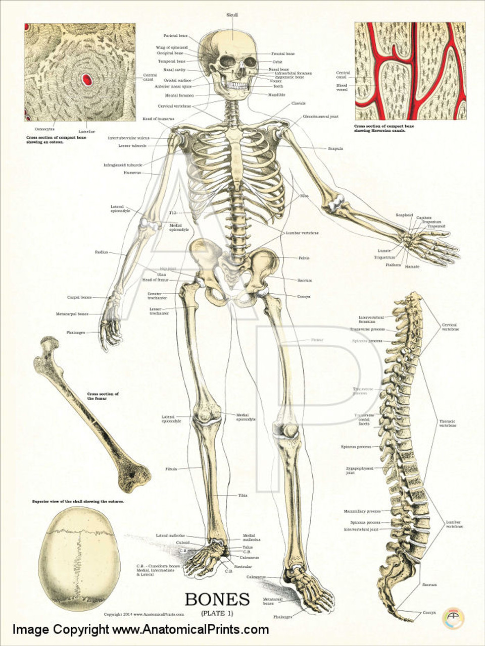 Скелет человека из учебника анатомии