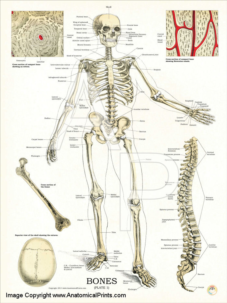 Skeleton Anatomy Chart