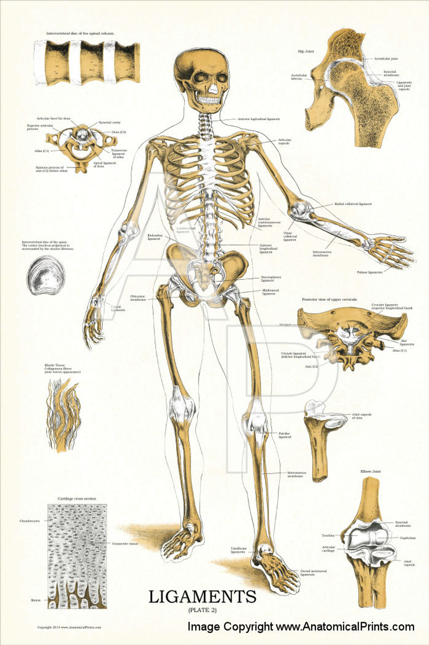 Skeleton Joints and Ligaments Poster - Clinical Charts and Supplies