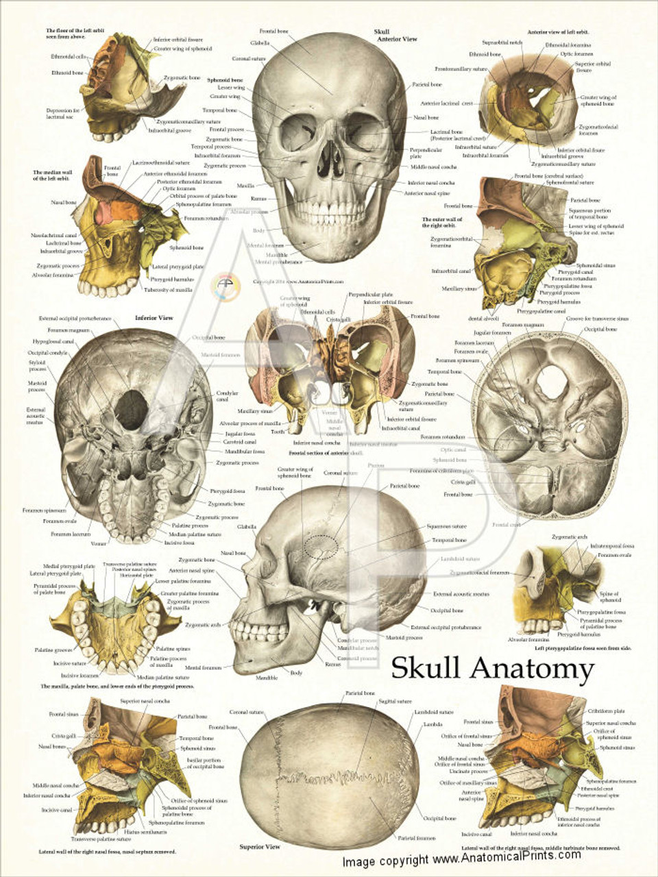 Skull Anatomy and Facial Structures Poster