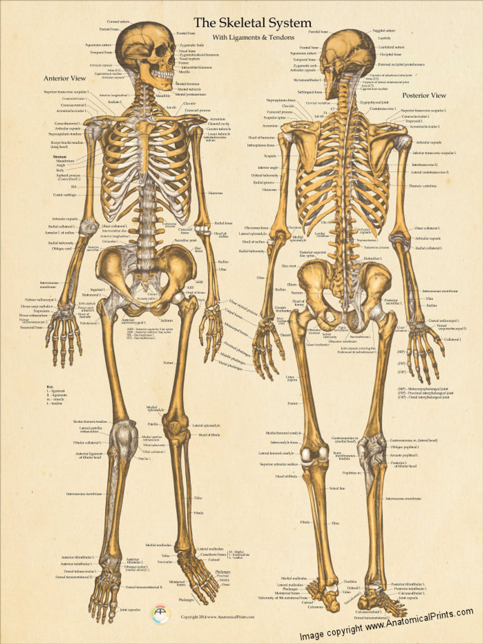 The Skeletal System Ligaments and Tendons Poster