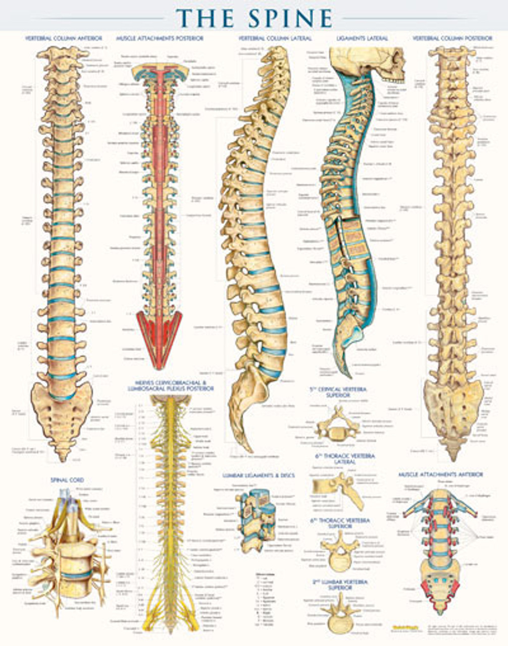 Antamony Of Your Back Back anatomy, artwork Stock Image F006/0039