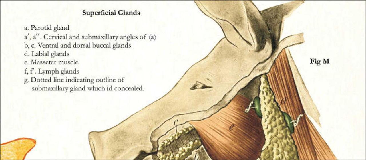 Pig Anatomy Chart