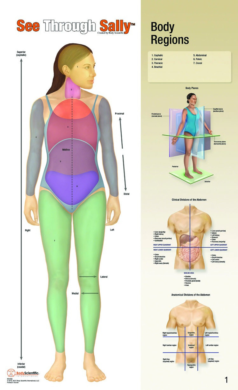 Body Regions Chart