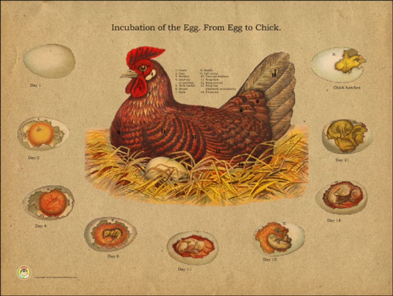 Chicken Egg Incubation Chart