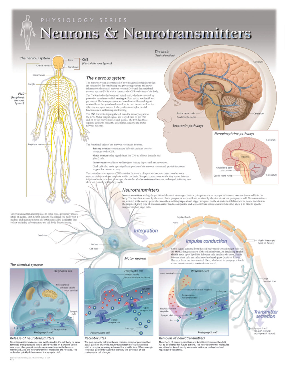 Neurons Poster