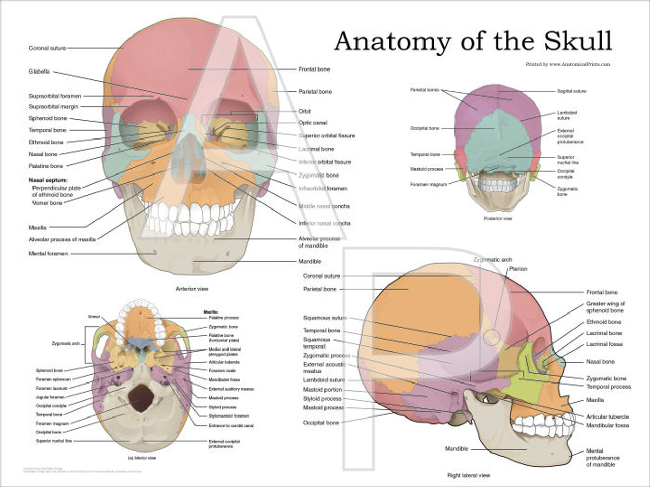 Skull Anatomy Chart