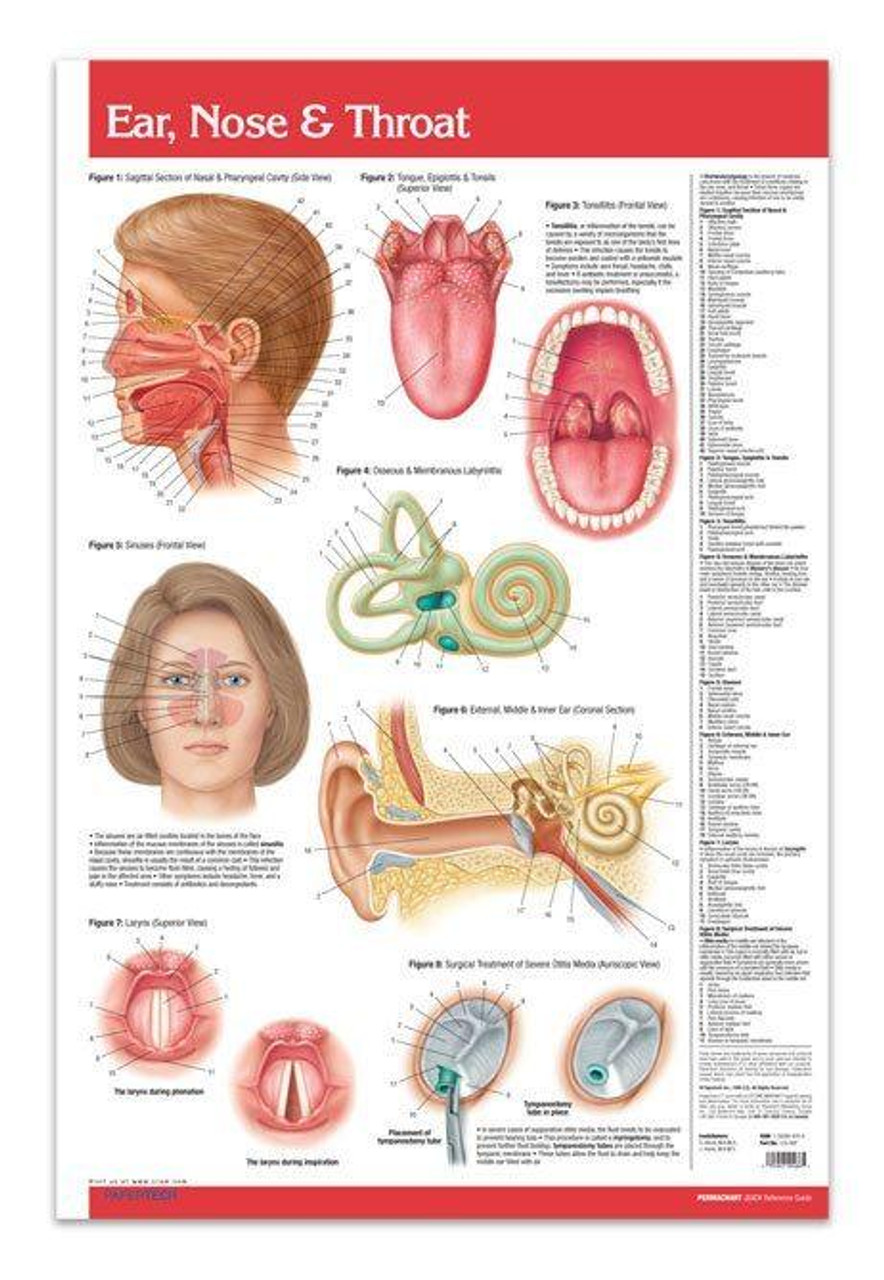 Ear, Nose And Throat Medical Poster - Clinical Charts And -1251