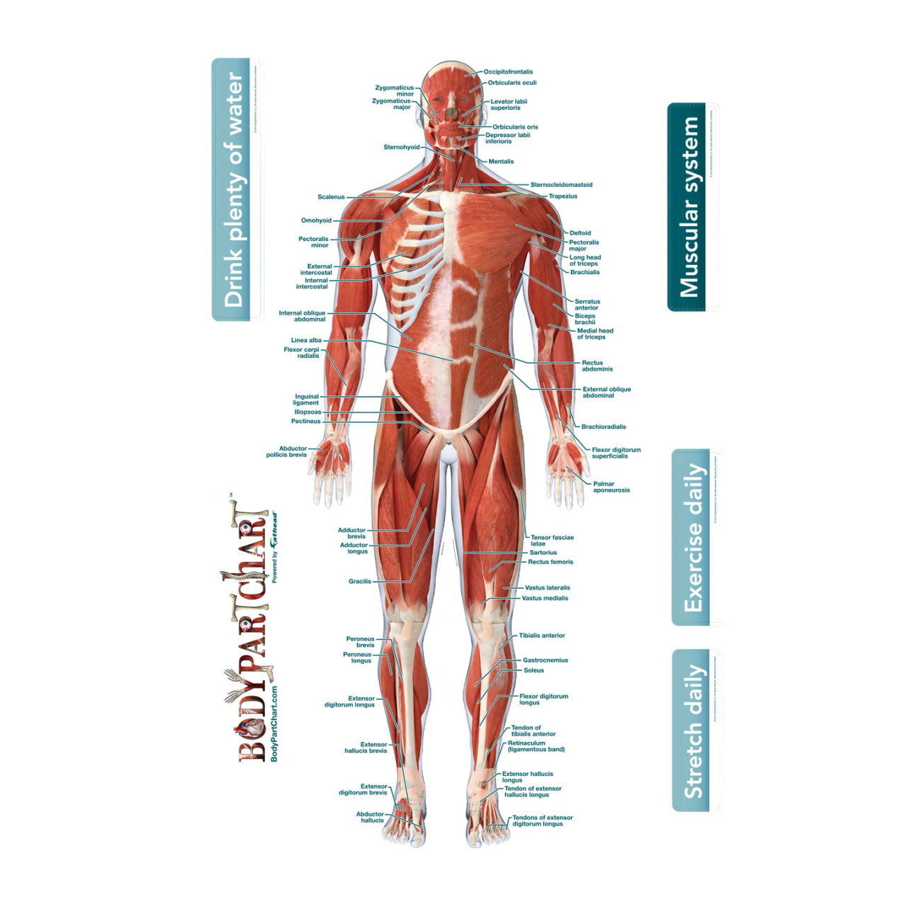 Muscle Poster
