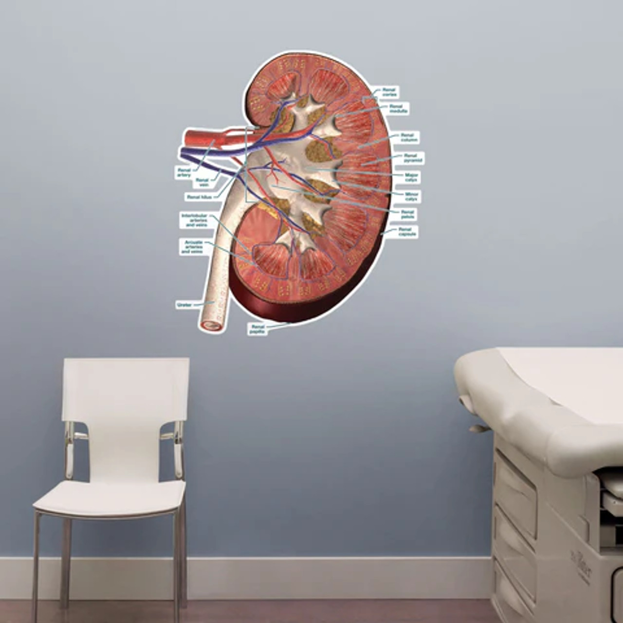 Kidney Cross Section Poster