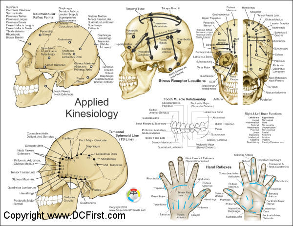 Applied Kinesiology Chart, 2nd ed. - 2 chart set - Clinical Charts
