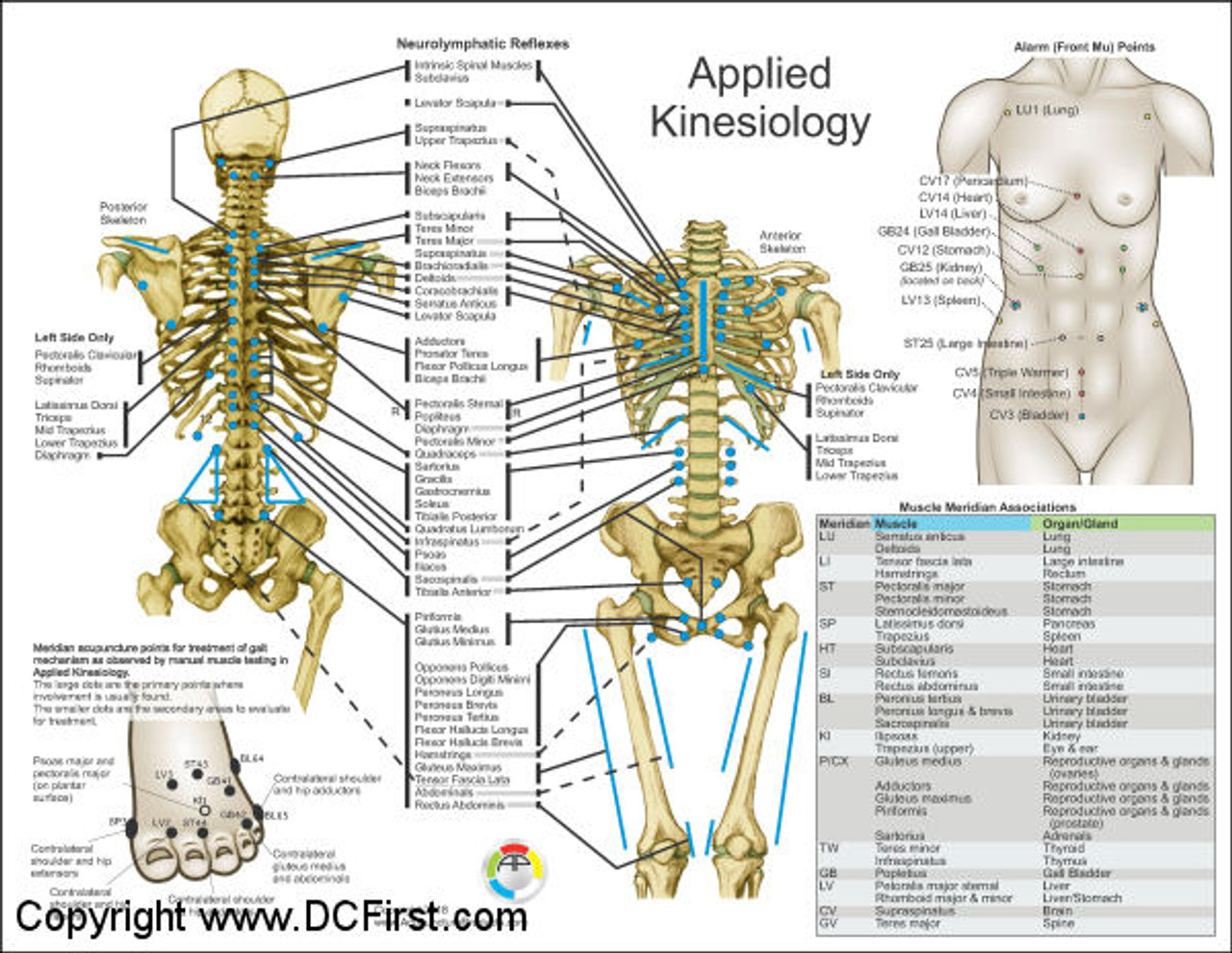 Applied Kinesiology Chart, 2nd ed. - 2 chart set - Clinical