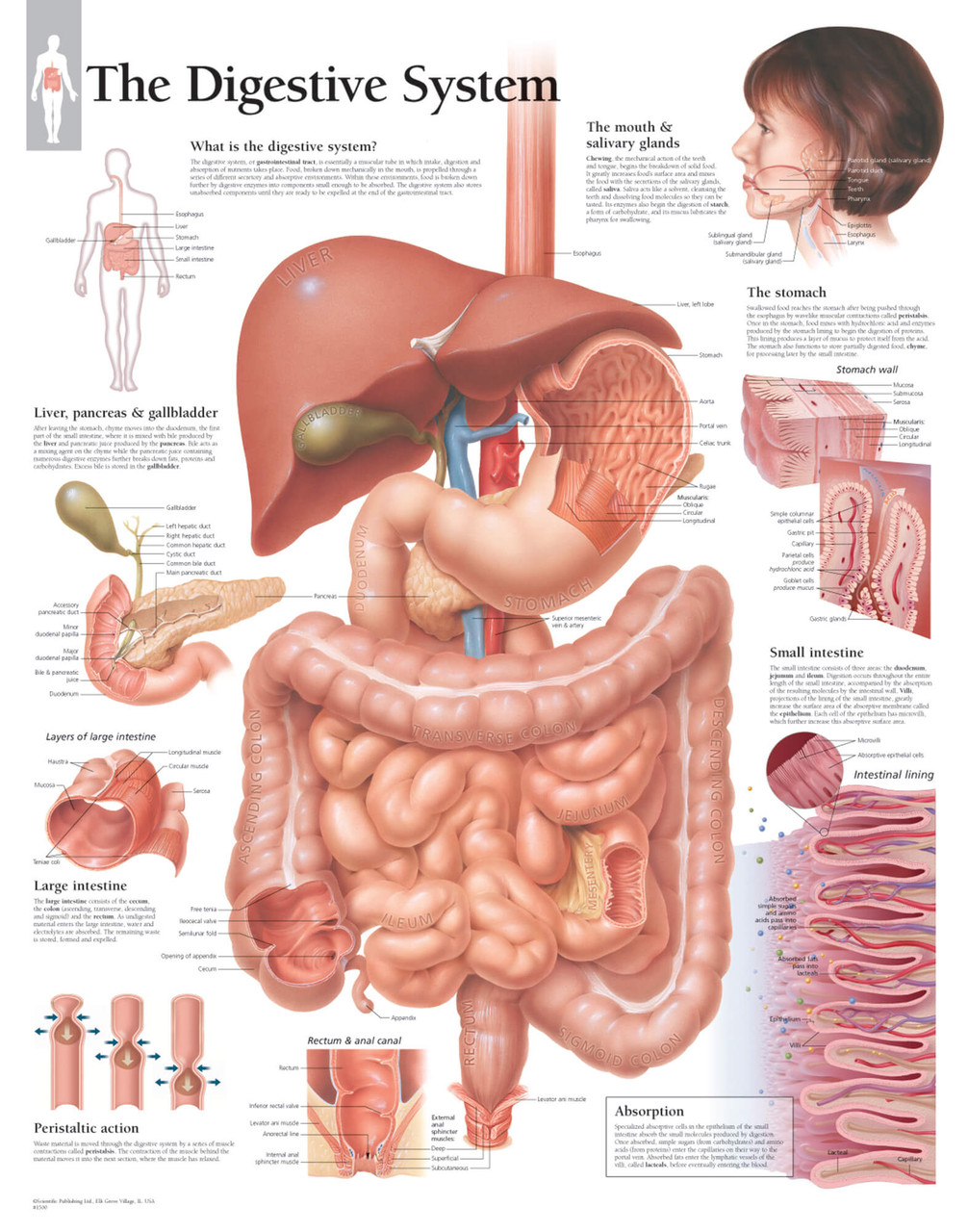 The Digestive System Anatomical Poster Clinical Charts and Supplies