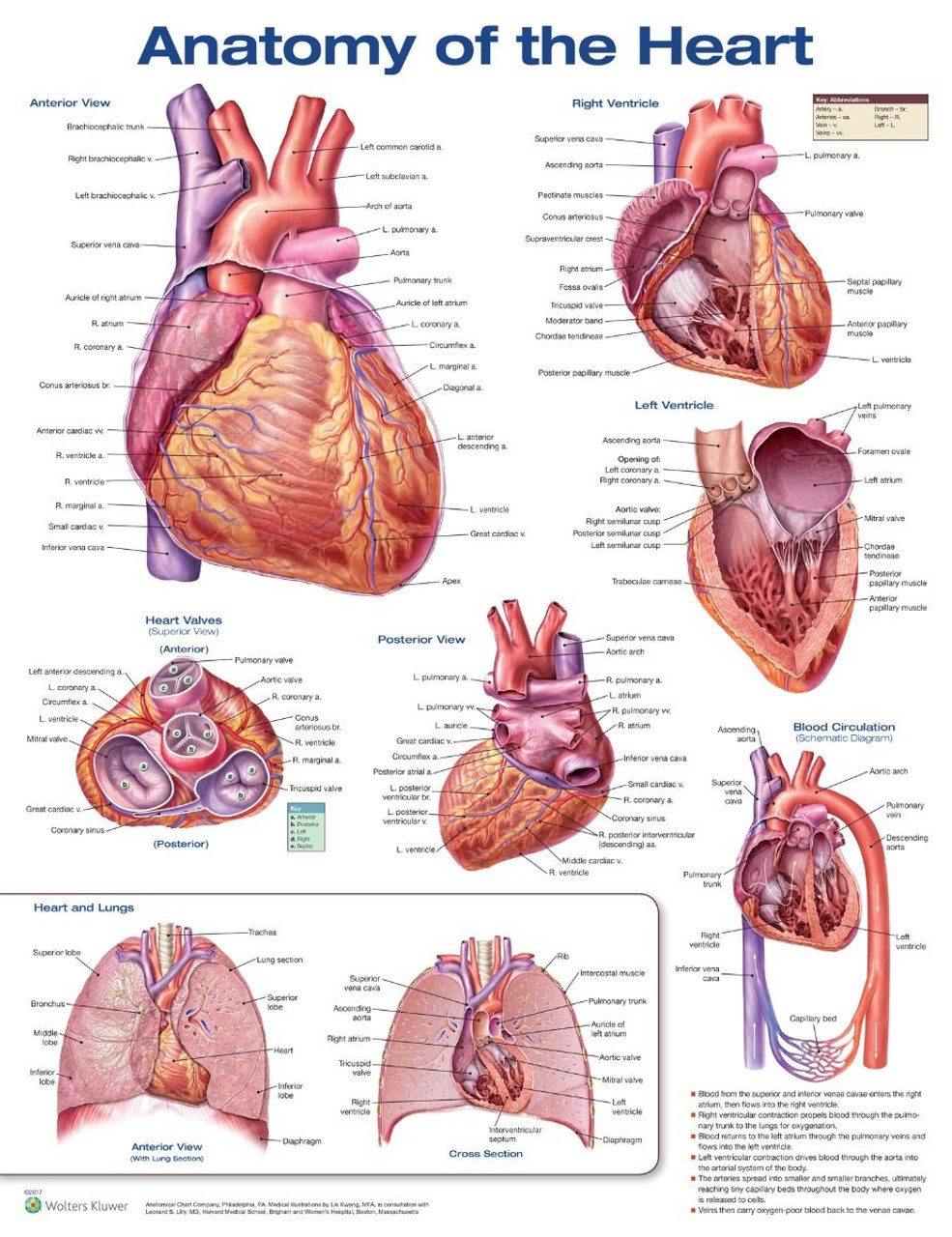 Anatomy Of The Heart 3rd Ed Clinical Charts And Supplies