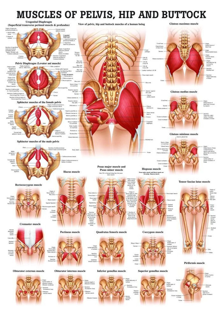 Pelvis Poster