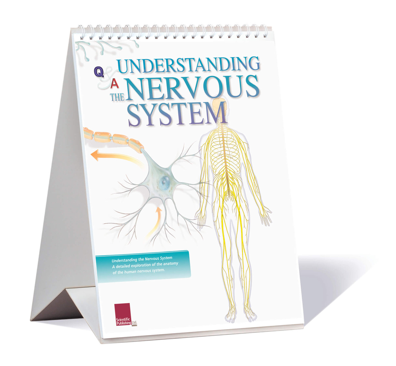 Nervous System Flip Chart