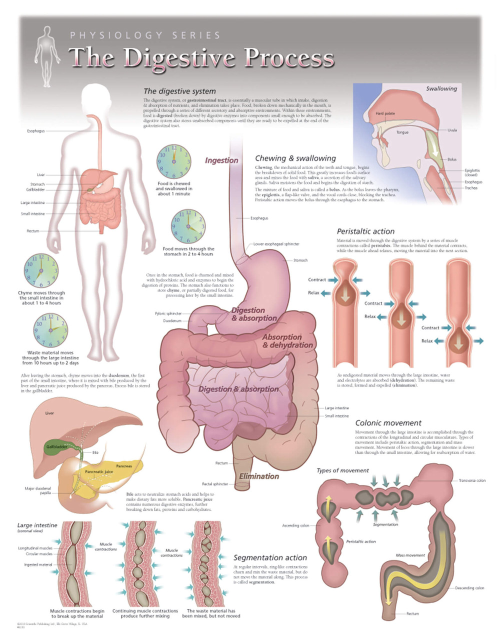 健康・医学 Digestive Organs Pathway to the Centre Digestive Process Poster - Clinical Charts and Supplies