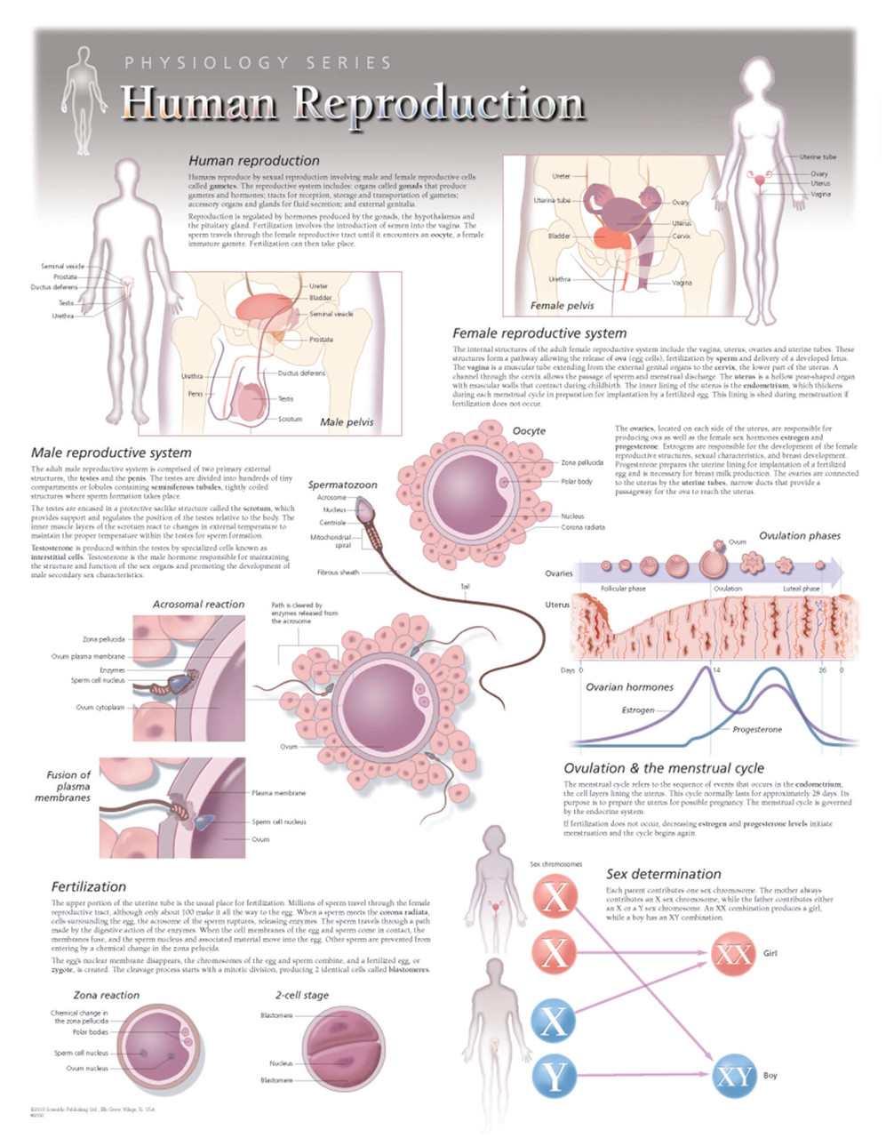 Human Reproduction Poster Clinical Charts And Supplies   8500x  09740.1584669643 