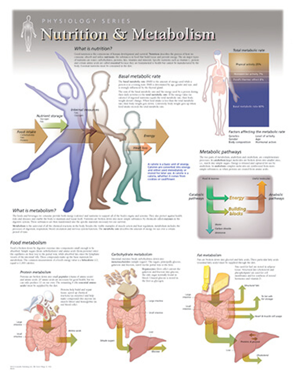 Nutrition Poster