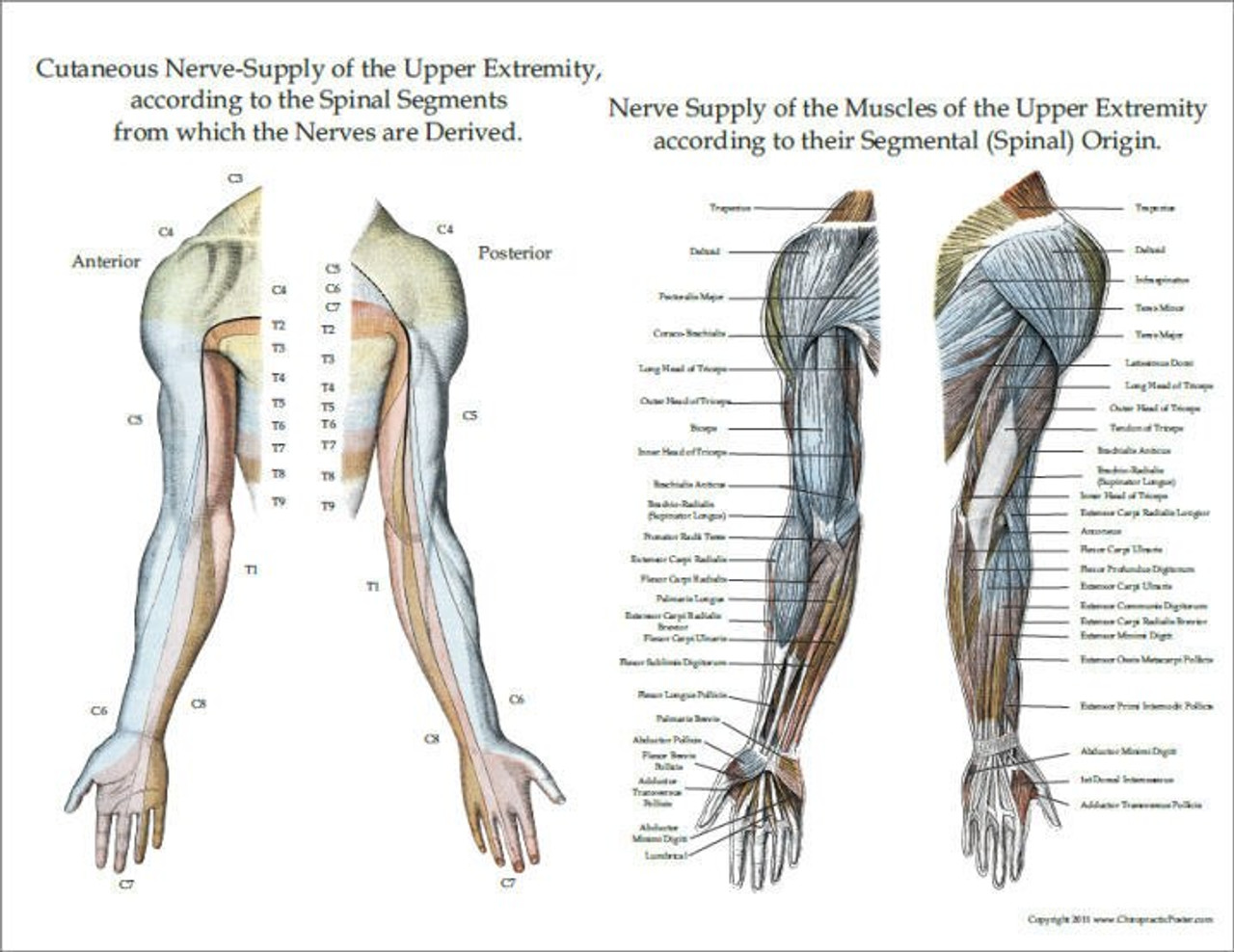 Nerve Supply of the Upper Extremity Muscles and Skin - Clinical Charts