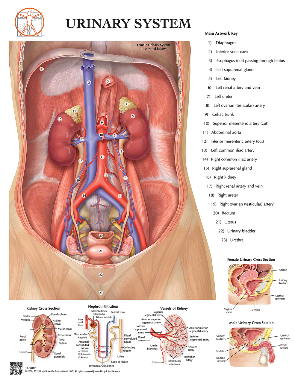 Anatomy Practicals- Stackables that Teach: A Life-Sized Human Body Project-  The Excretory/ Urinary System! | Edgy Instruction with DrM