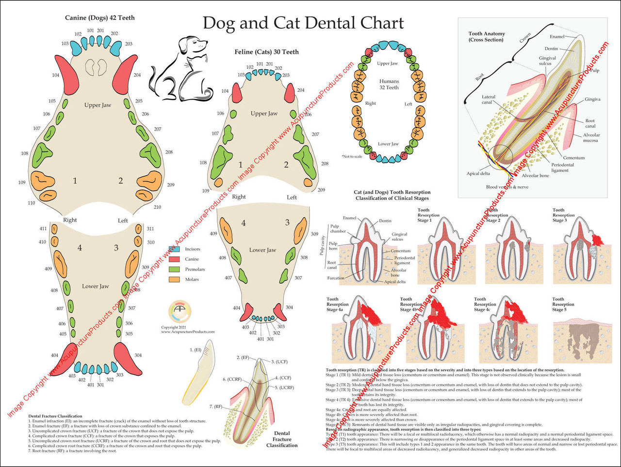 feline-dental-anatomy-chart-poster-laminated-ubicaciondepersonas-cdmx