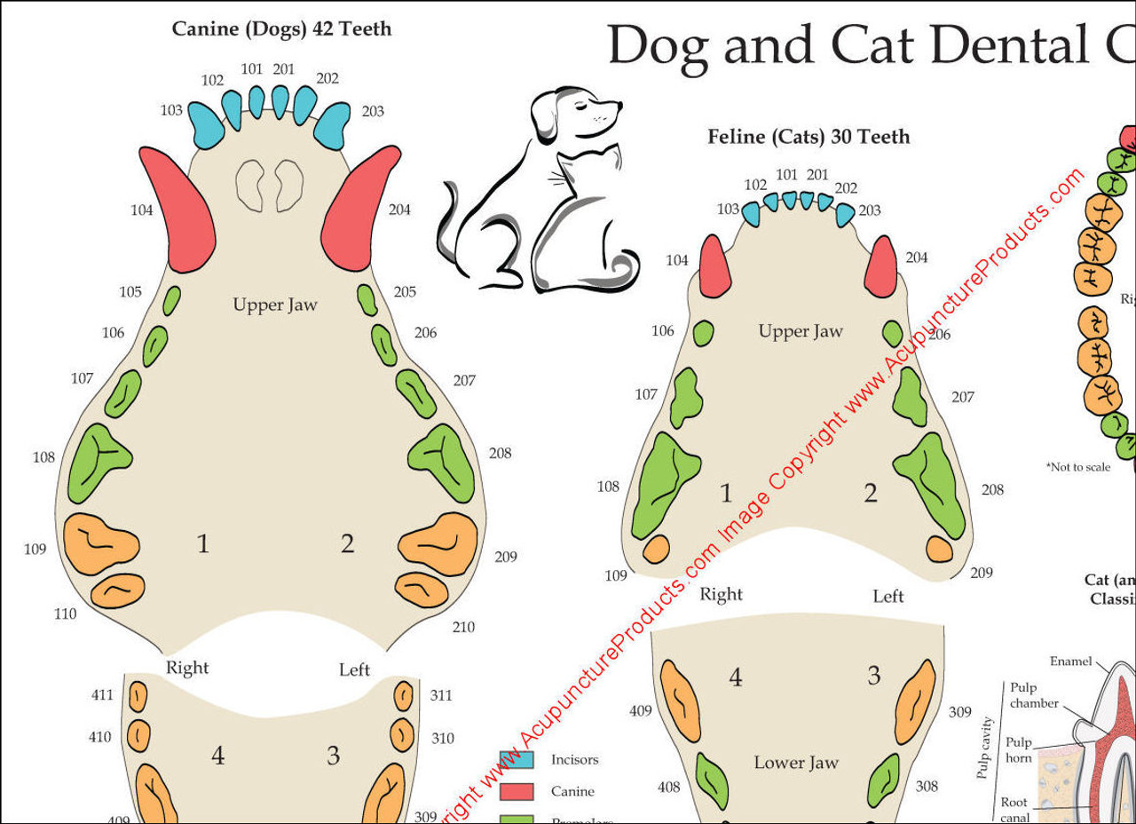 Dog and Cat Veterinary Dental Poster