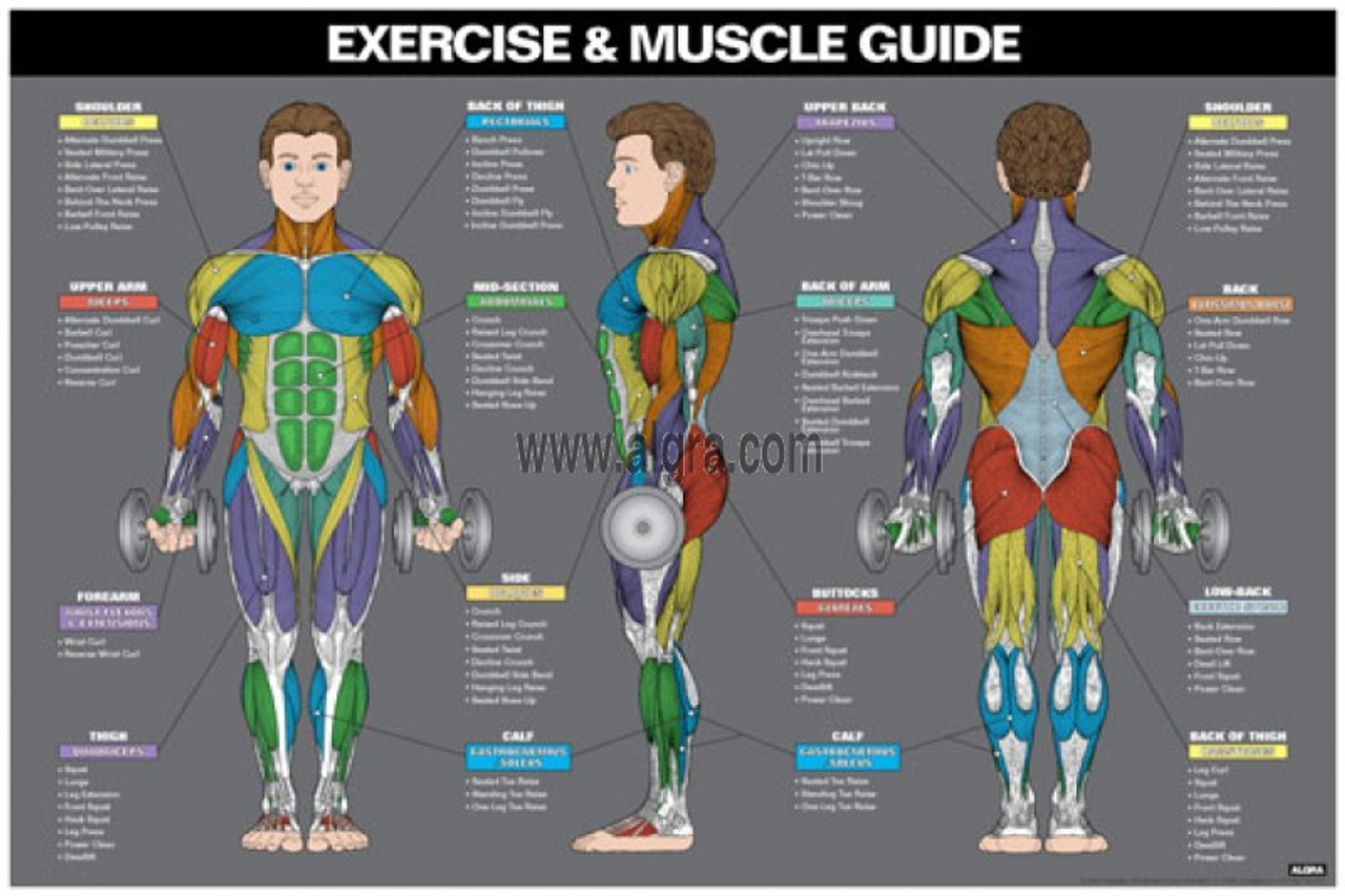 Male Exercise Poster