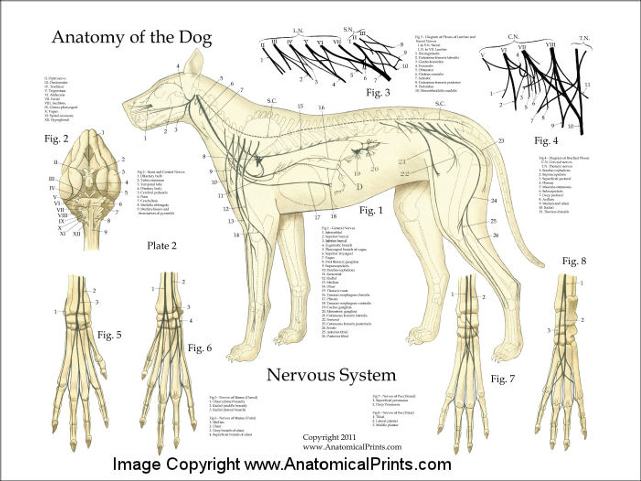 Canine Nervous System Poster