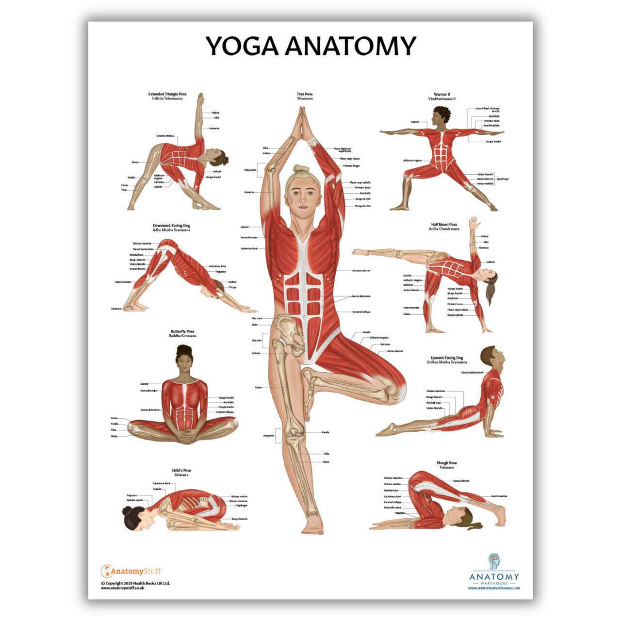 Yoga Anatomy: How to Engage Your Tensor Fascia Lata for a Stronger