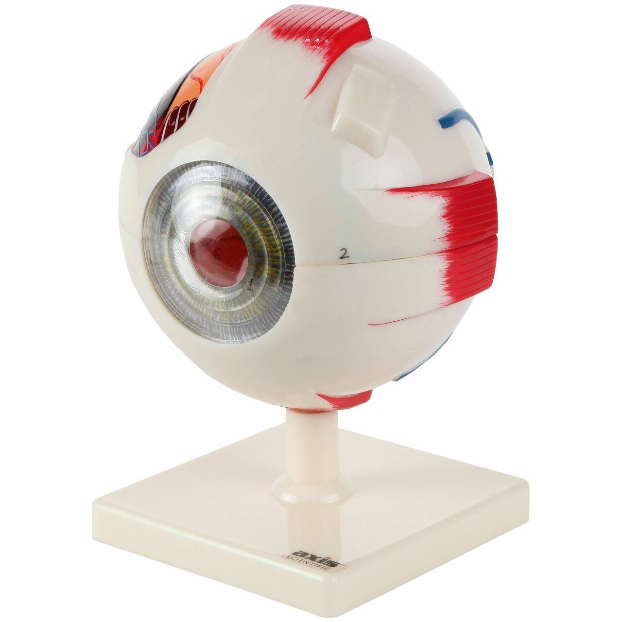 【中古】 Human Eye HumanEye Human Eye Anatomy Model- 7 parts - Clinical Charts and Supplies