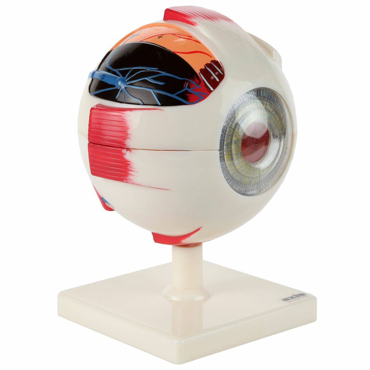 Human Eye Anatomy Model- 7 parts