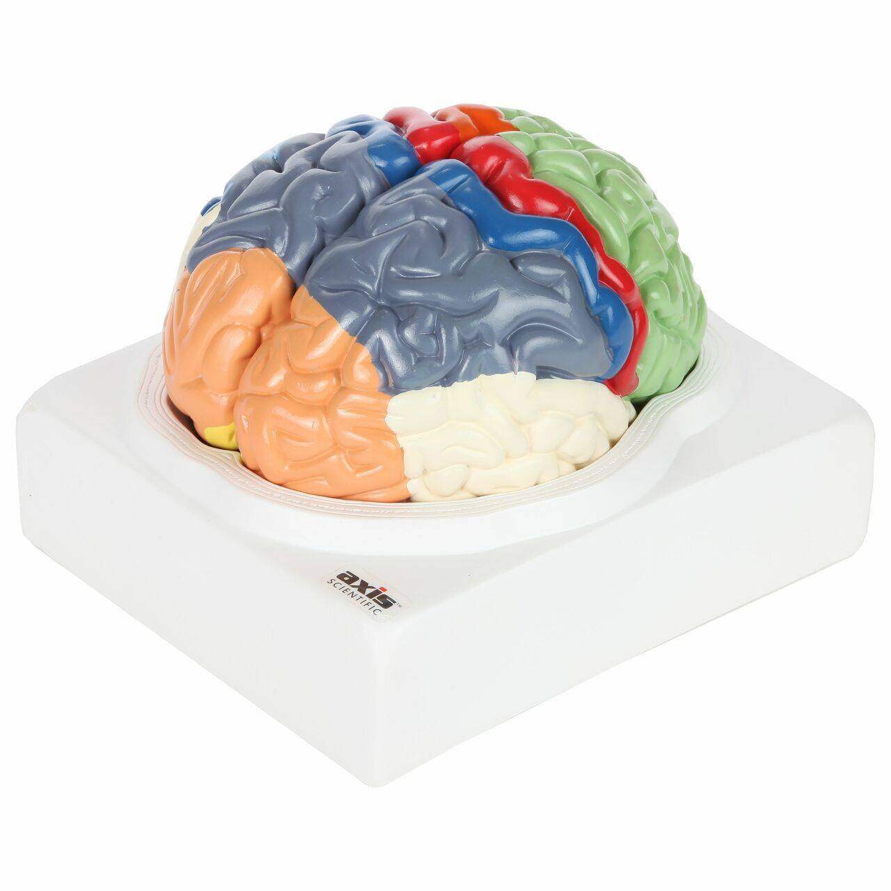 Human Brain-Life Size