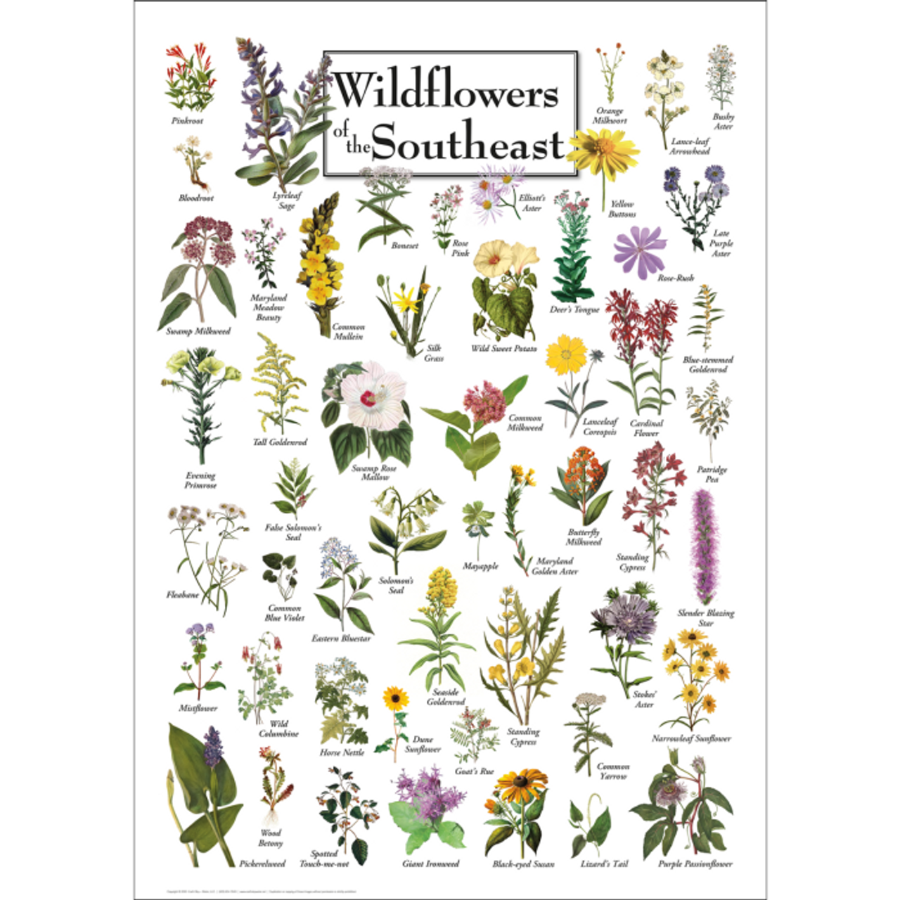 Wildflowers of the Southeast