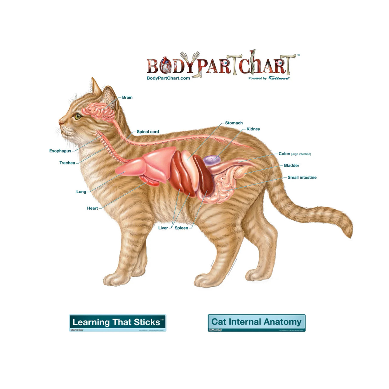 Cat Chart