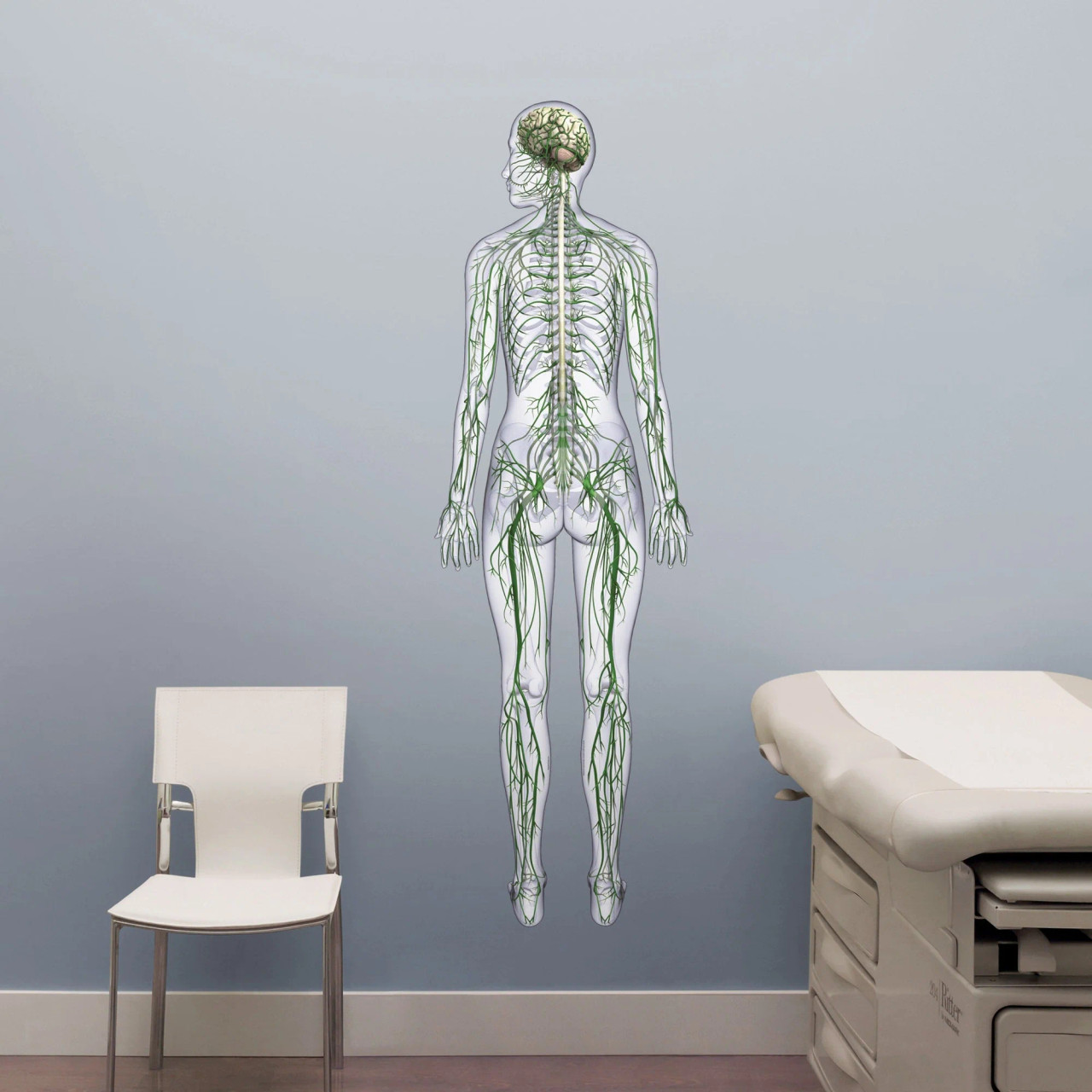 Nervous System Poster