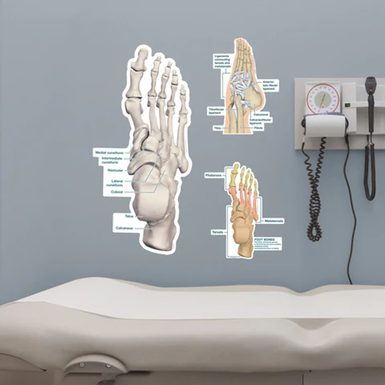 Foot and Ankle Sticky Wall Chart