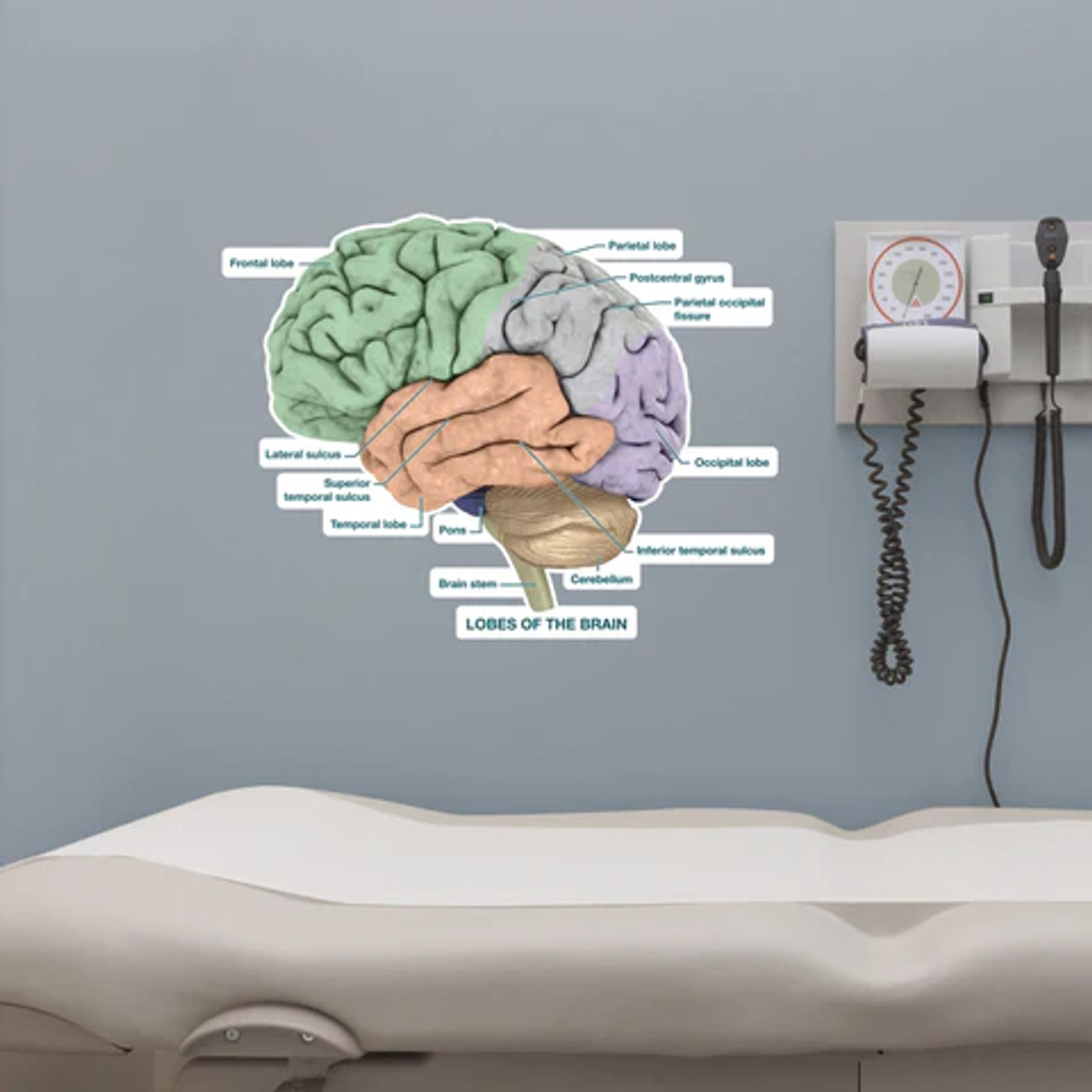 Brain Chart