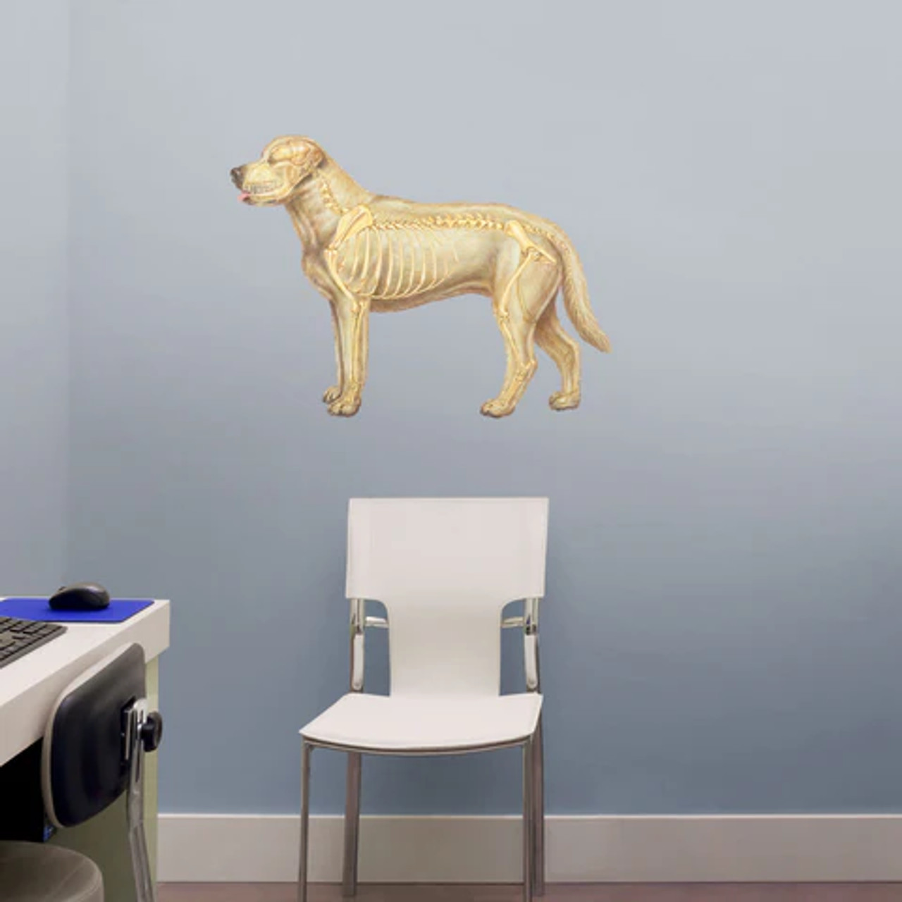 Canine Skeleton Poster