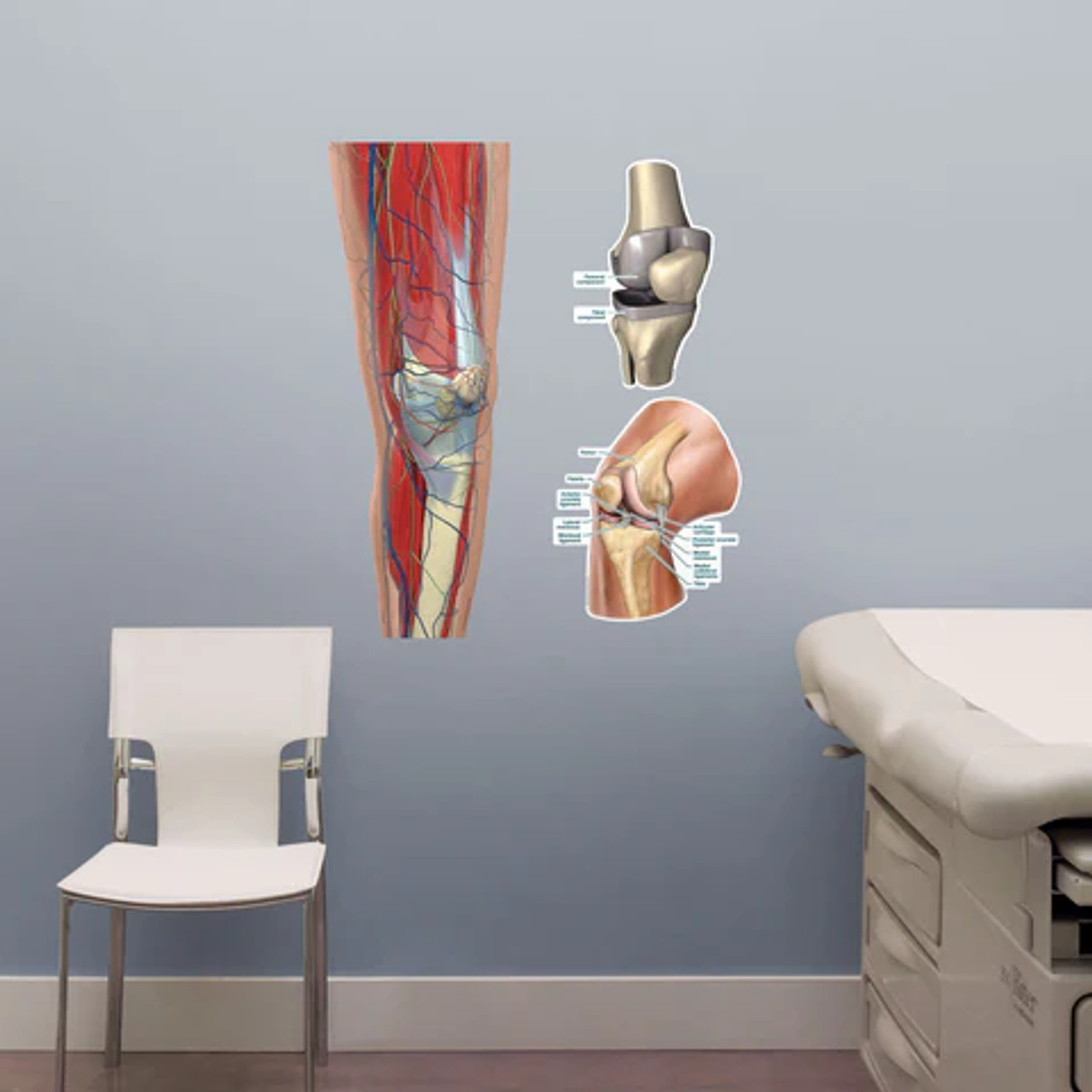 Knee Joint Sticky Wall Chart